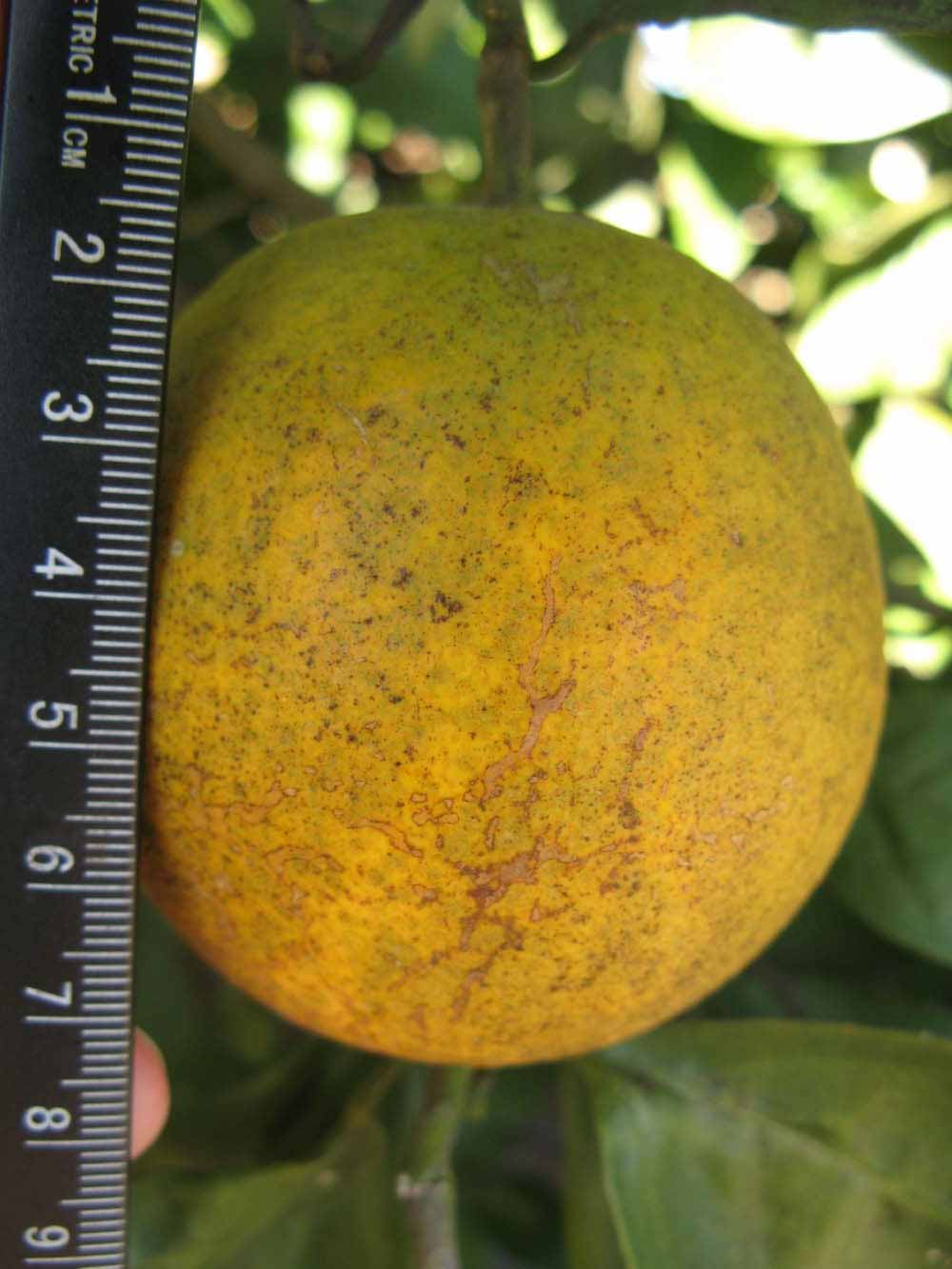              Fruit (Winter Haven, FL)       